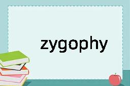 zygophyllum